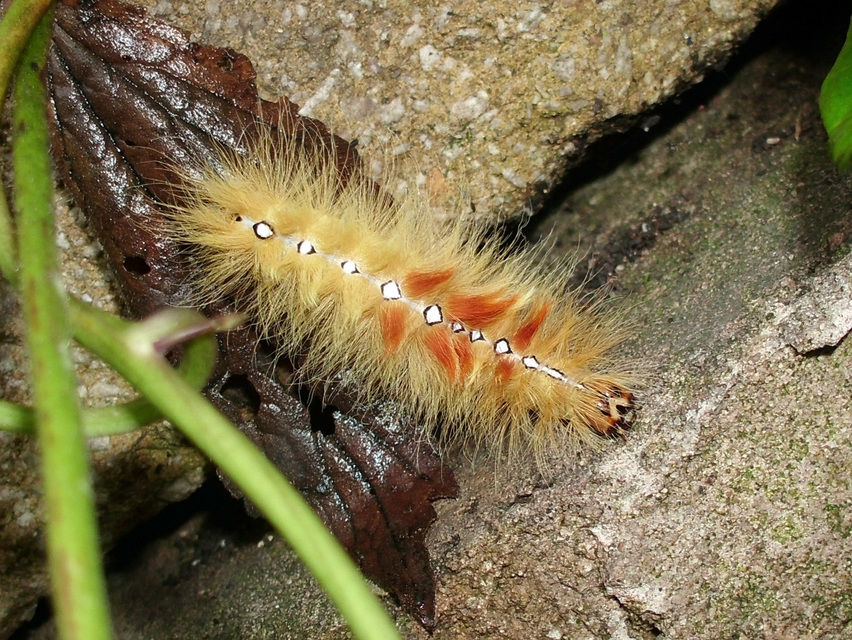 Acronicta aceris - vadgesztenye-szigonyosbagoly