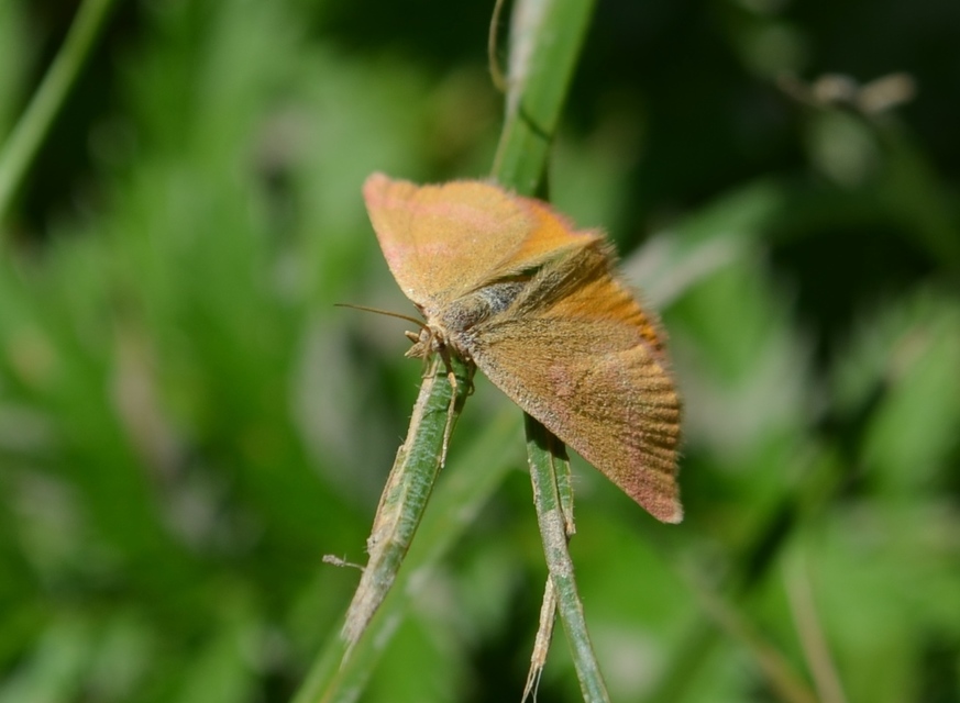 Lythria purpuraria - bíborsávos araszoló