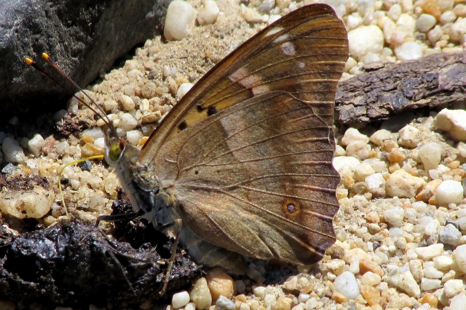 Apatura ilia - kis színjátszólepke