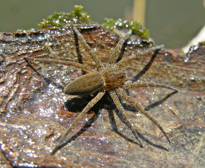 Dolomedes plantarius - parti vidrapók