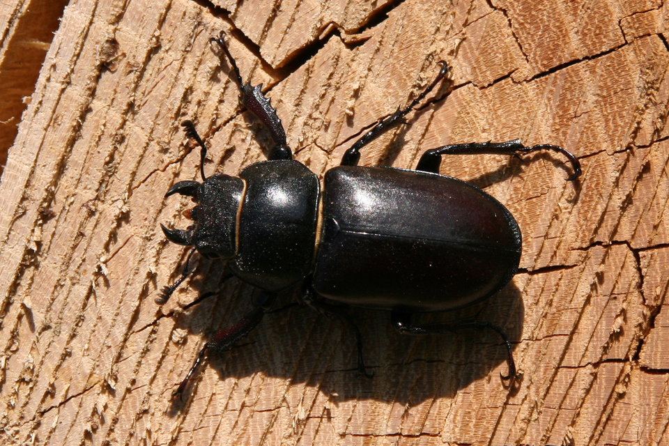 Lucanus cervus - nagy szarvasbogár