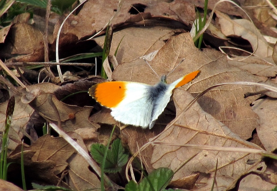 Anthocharis cardamines - hajnalpírlepke