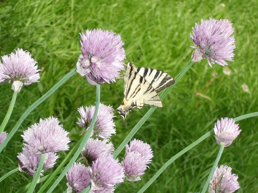 Iphiclides podalirius - kardoslepke