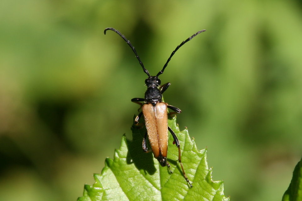 Stictoleptura rubra - vörös virágcincér