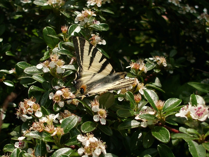 Iphiclides podalirius - kardoslepke