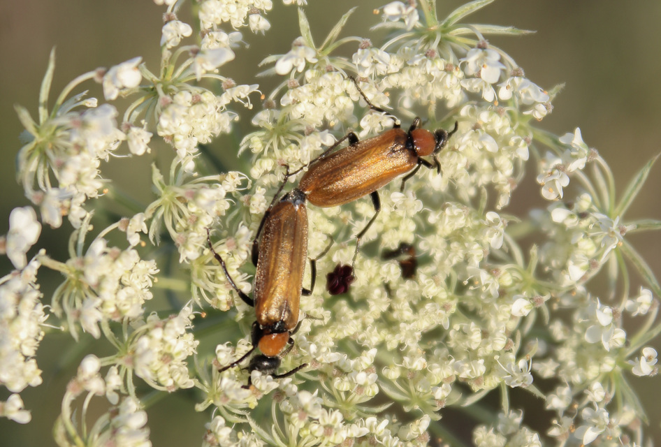 Oenas crassicornis - vastagcsápú hólyaghúzó