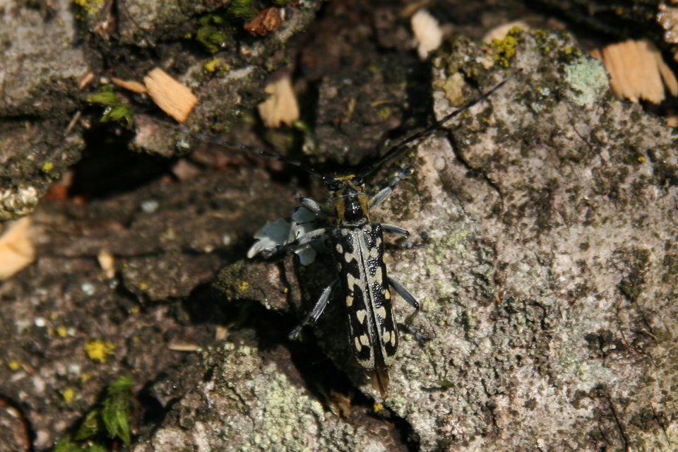 Saperda scalaris - létracincér