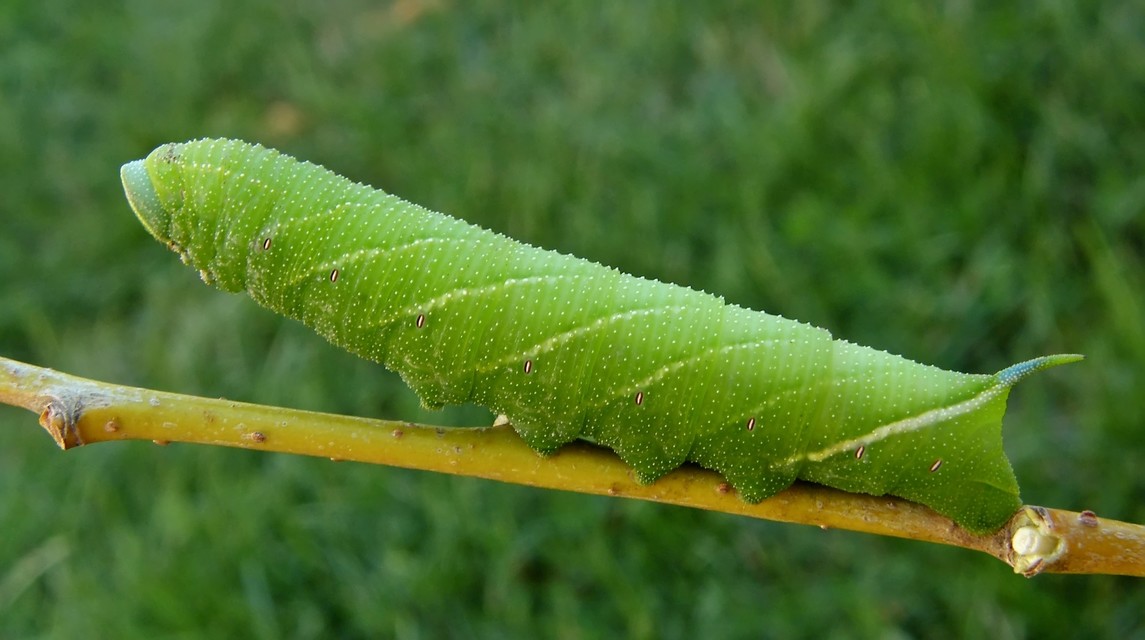 Smerinthus ocellatus - esti pávaszem