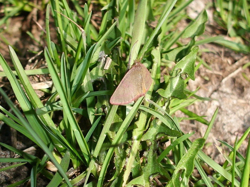 Lythria purpuraria - bíborsávos araszoló