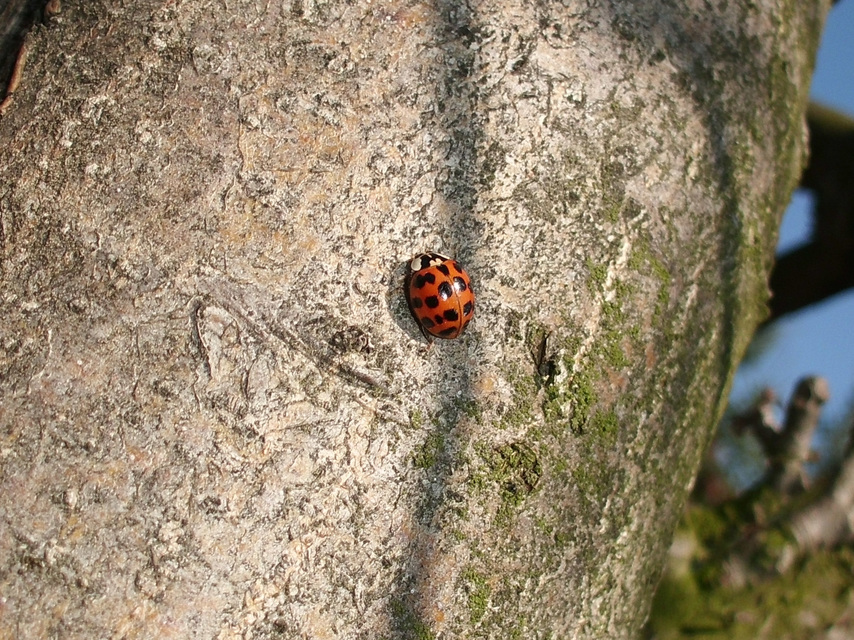 Harmonia axyridis - harlekinkatica