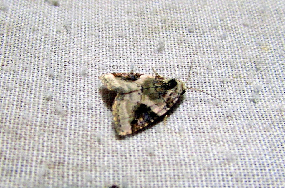 Pseudeustrotia candidula - fehéres apróbagoly