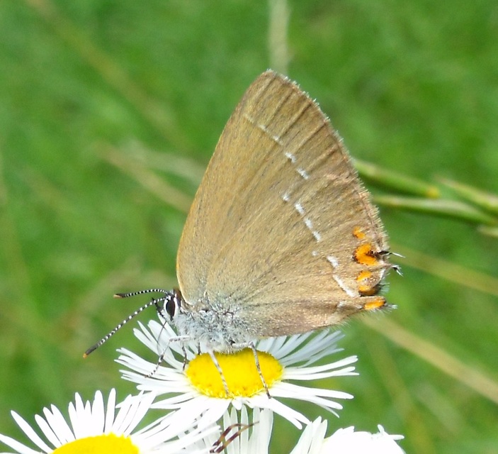 Satyrium acaciae - akác-csücsköslepke