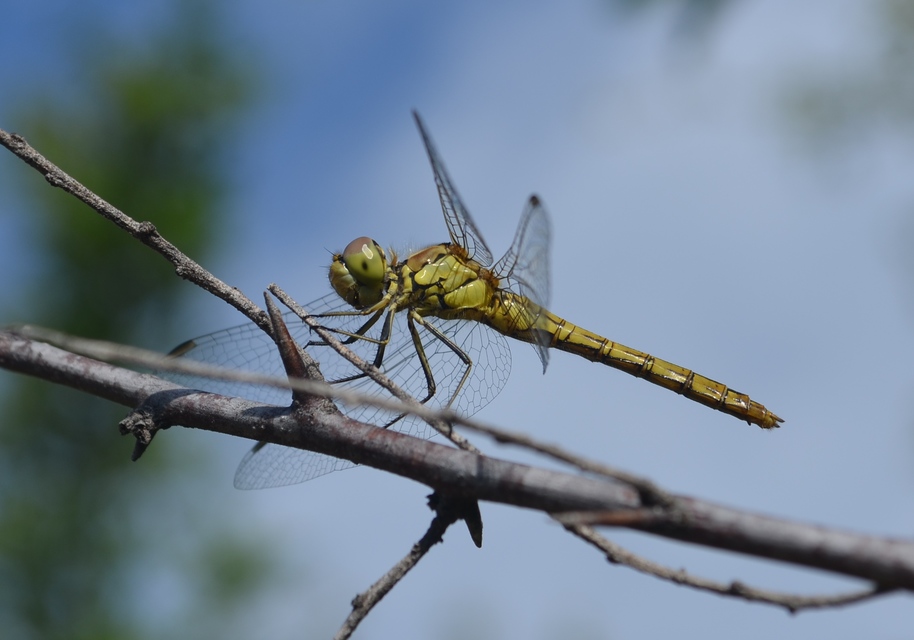 Sympetrum vulgatum - barkós katona-szitakötő