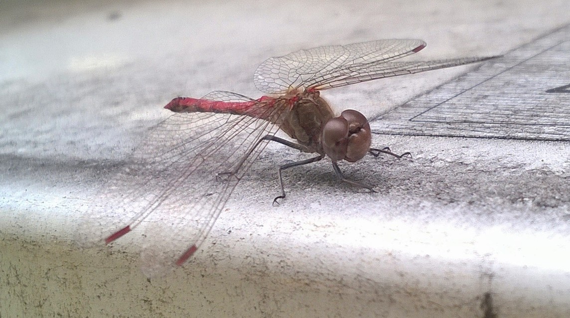 Sympetrum striolatum - harántsávos katona-szitakötő