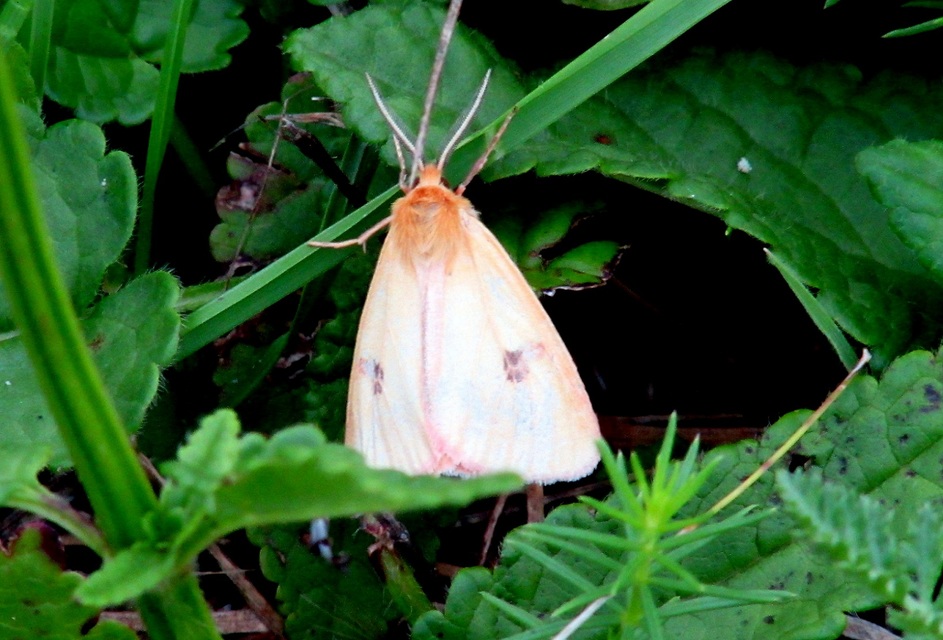 Diacrisia sannio - vörösszélű medvelepke
