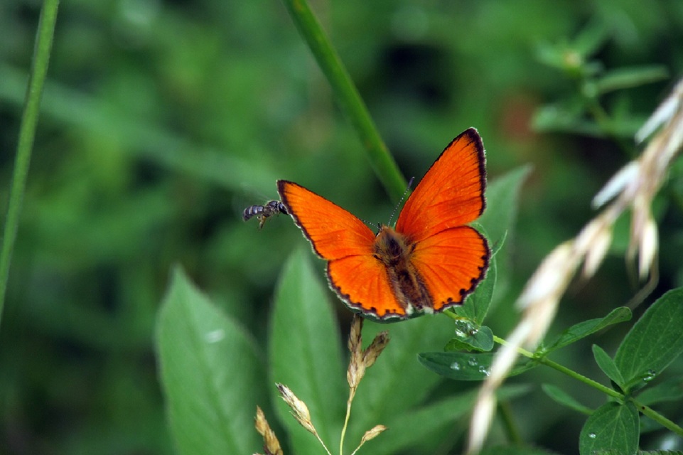 Lycaena virgaureae - arany-tűzlepke