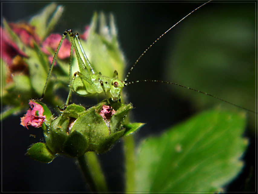 Phaneroptera