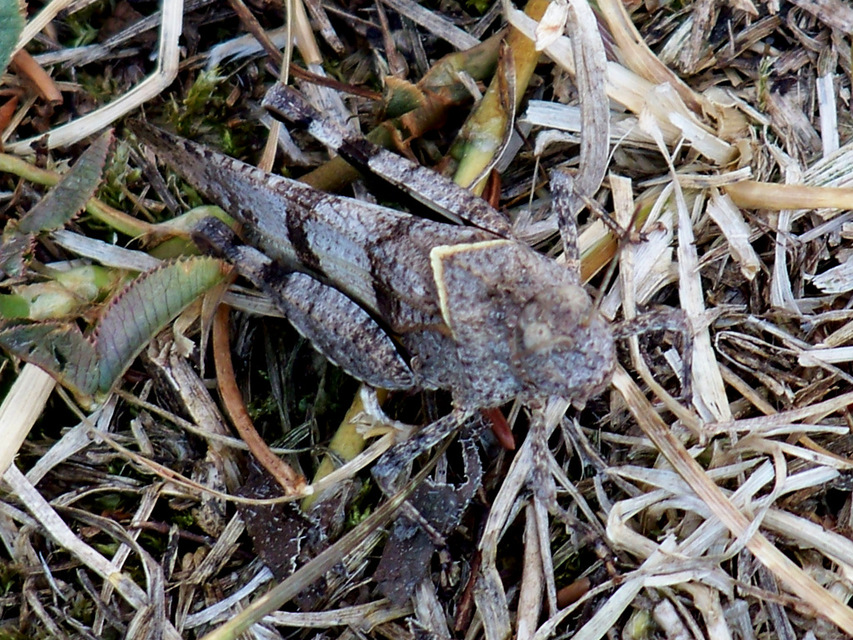 Oedipoda caerulescens - kékszárnyú sáska