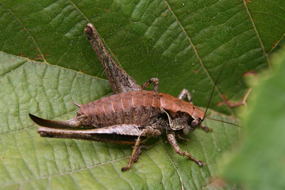 Pholidoptera griseoaptera - szürke avarszöcske