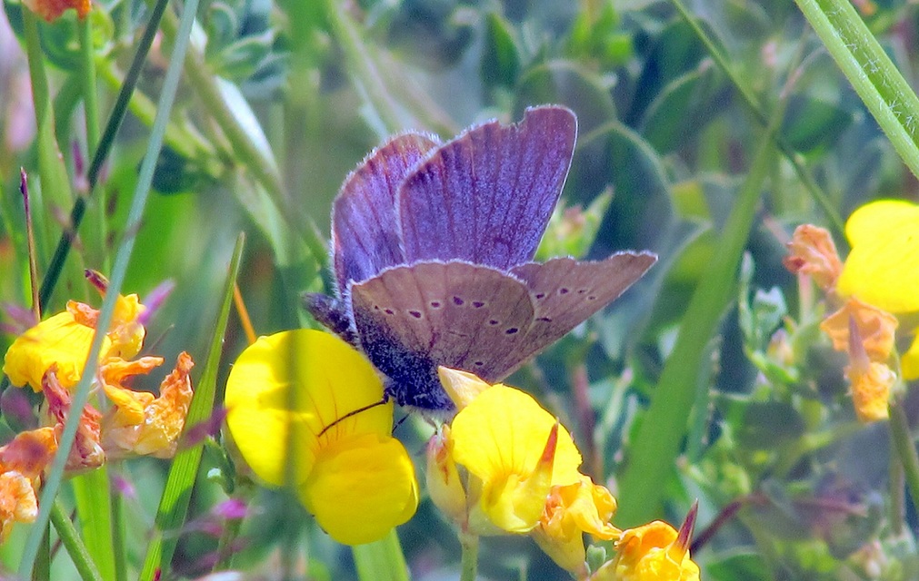 Cyaniris semiargus - aprószemes boglárka