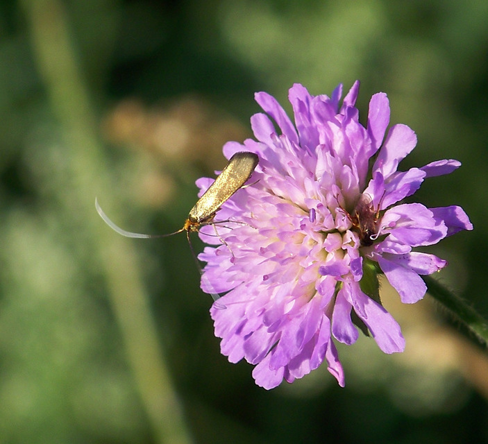 Nemophora metallica - fémszínű tőrösmoly