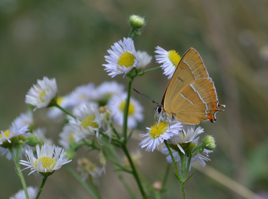 Thecla betulae - nyírfalepke