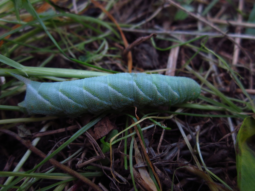 Smerinthus ocellatus - esti pávaszem