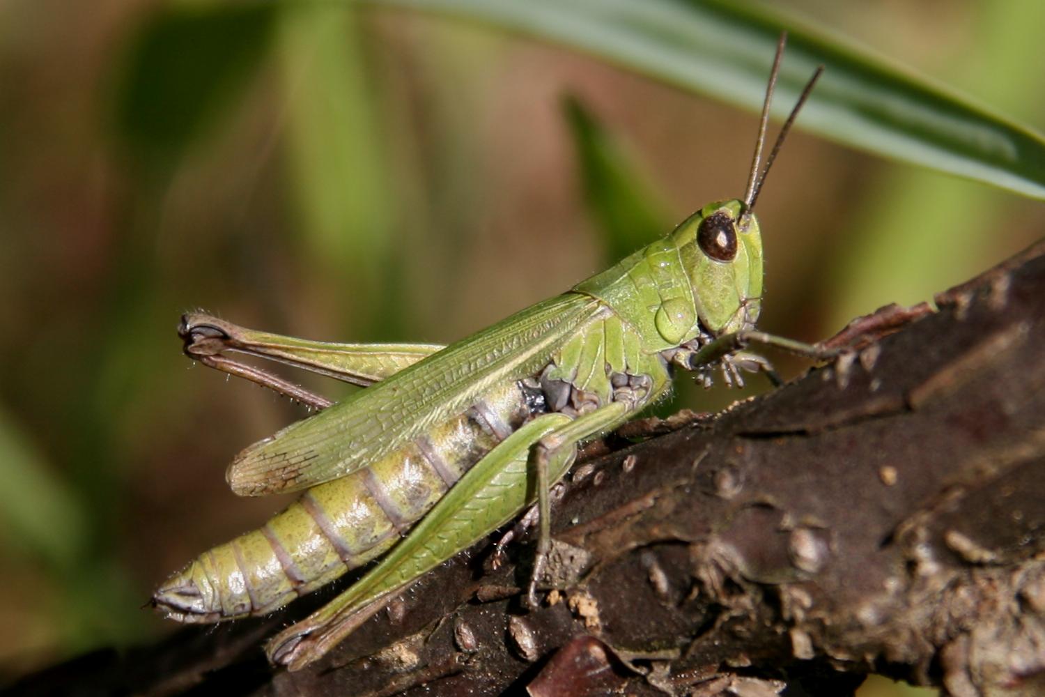 Chorthippus dorsatus - hátas rétisáska