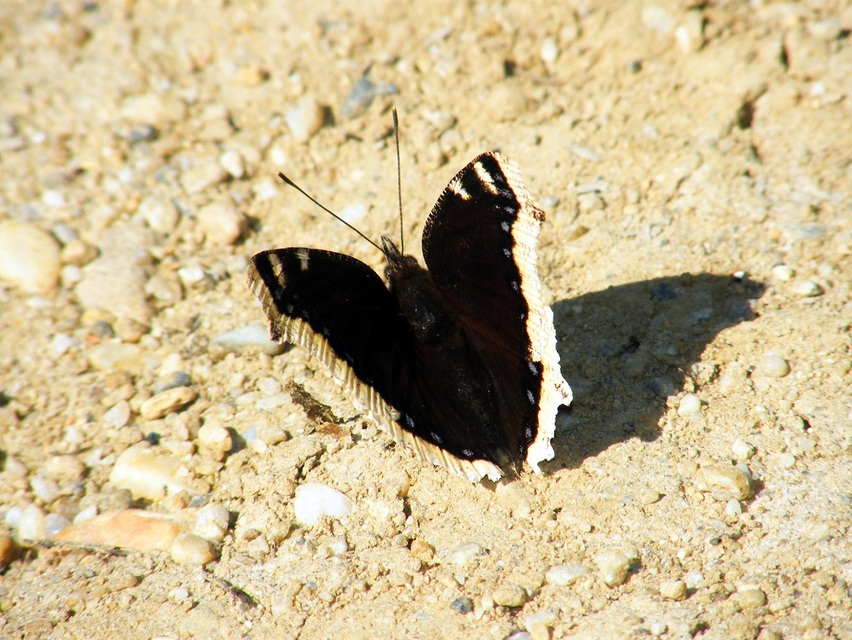 Nymphalis antiopa - gyászlepke