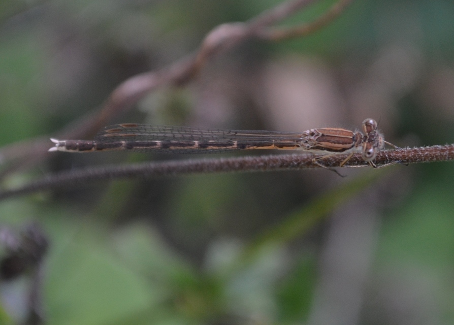 Sympecma fusca - téli rablószitakötő