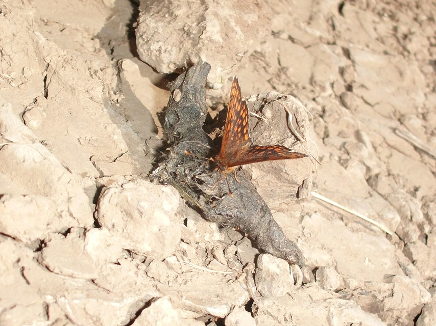 Melitaea athalia/aurelia/britomartis