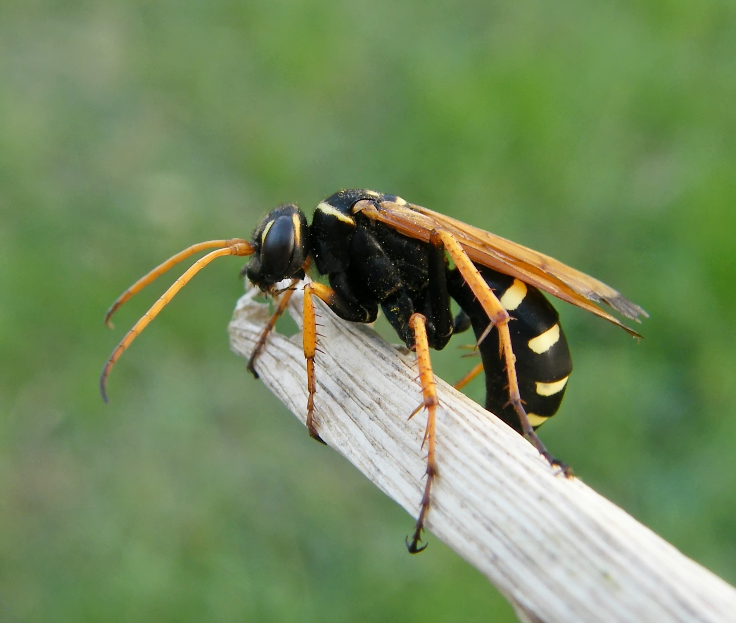 Batozonellus lacerticida - pompás útonállódarázs