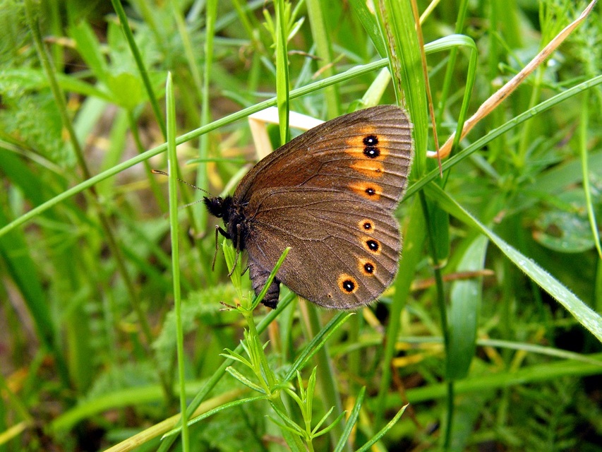 Erebia medusa - tavaszi szerecsenlepke