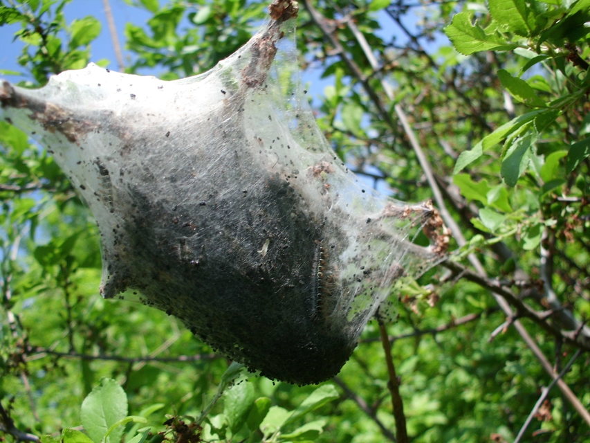 Eriogaster lanestris - tavaszi gyapjasszövő