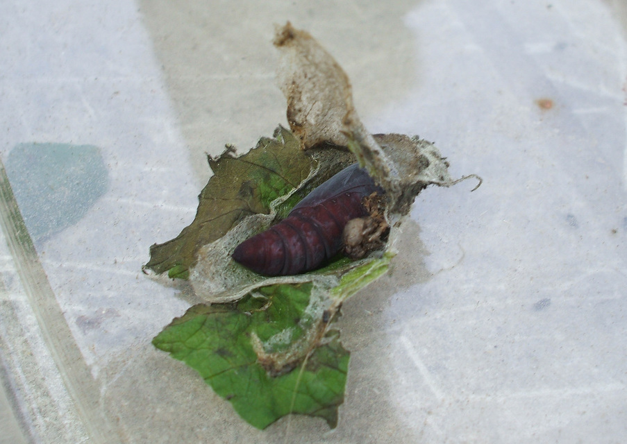 Dysgonia algira - déli porcelánbagoly
