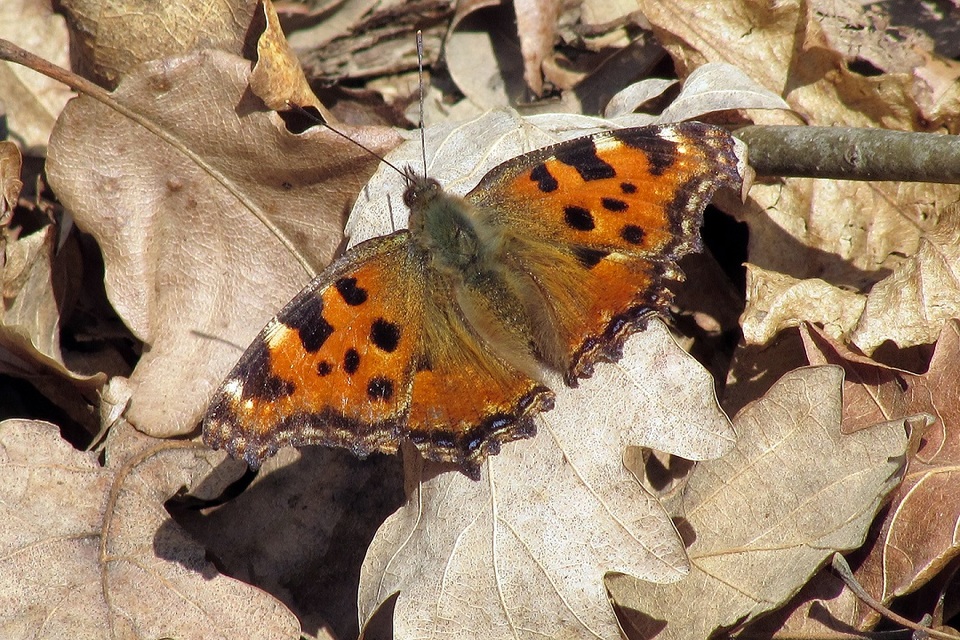 Nymphalis polychloros - nagy rókalepke