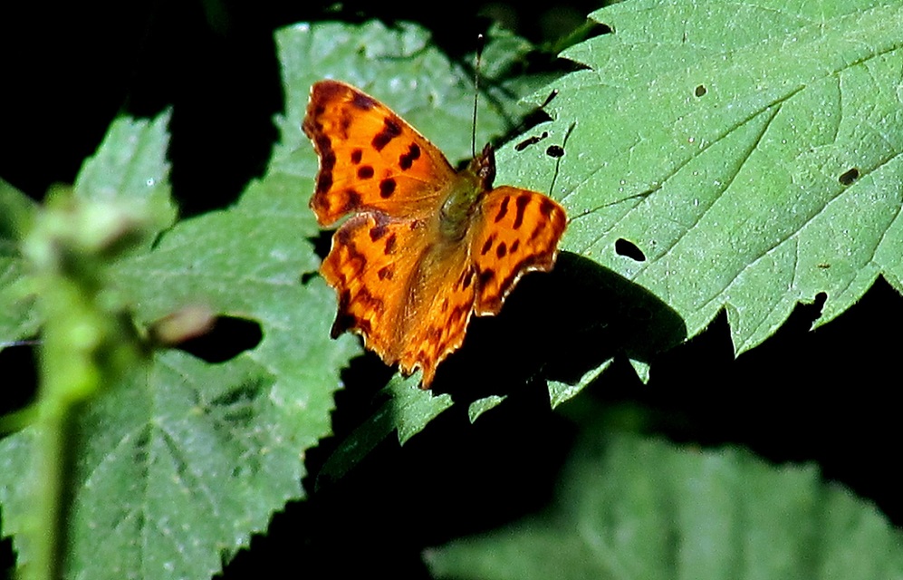 Nymphalis c-album - C-betűs lepke