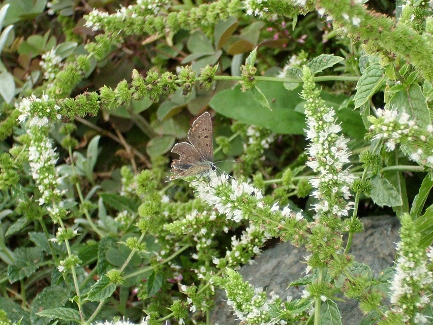 Lycaena tityrus - barna tűzlepke