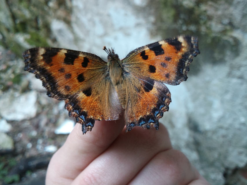 Nymphalis polychloros - nagy rókalepke