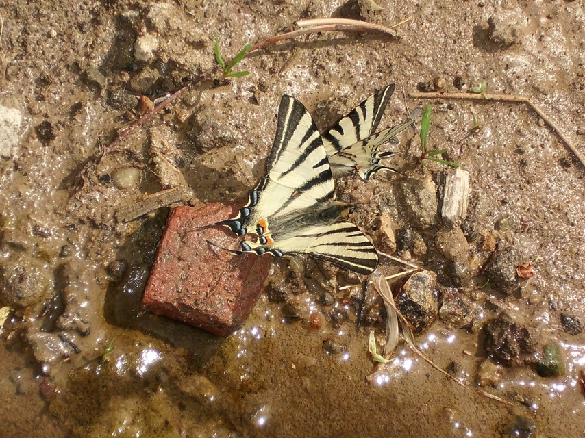 Iphiclides podalirius - kardoslepke