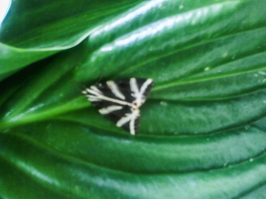 Euplagia quadripunctaria - csíkos medvelepke
