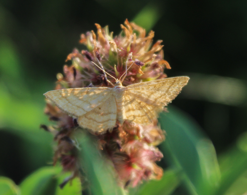 Idaea serpentata - kis sávosaraszoló