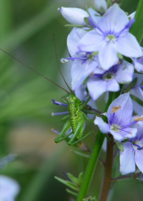 Tettigonia