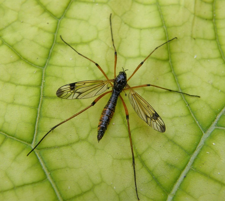 Dictenidia bimaculata