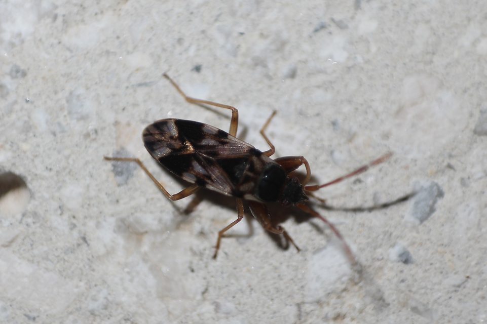 Scolopostethus