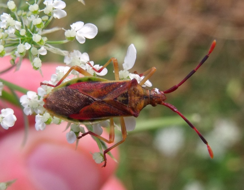 Gonocerus juniperi - boróka-karimáspoloska