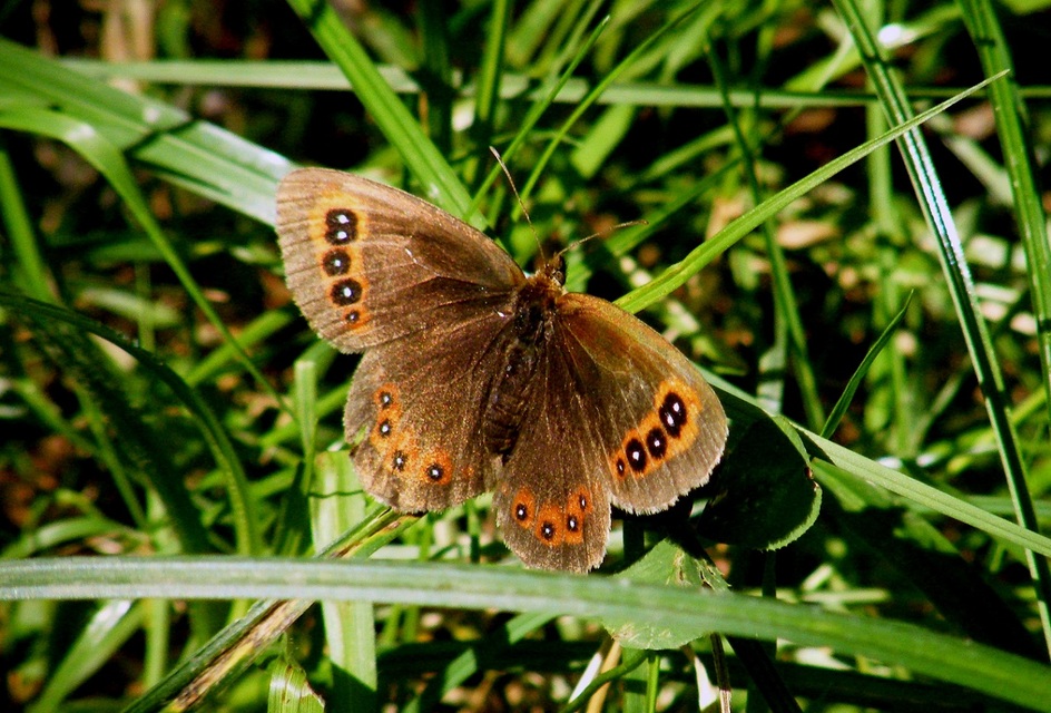 Erebia aethiops - közönséges szerecsenlepke