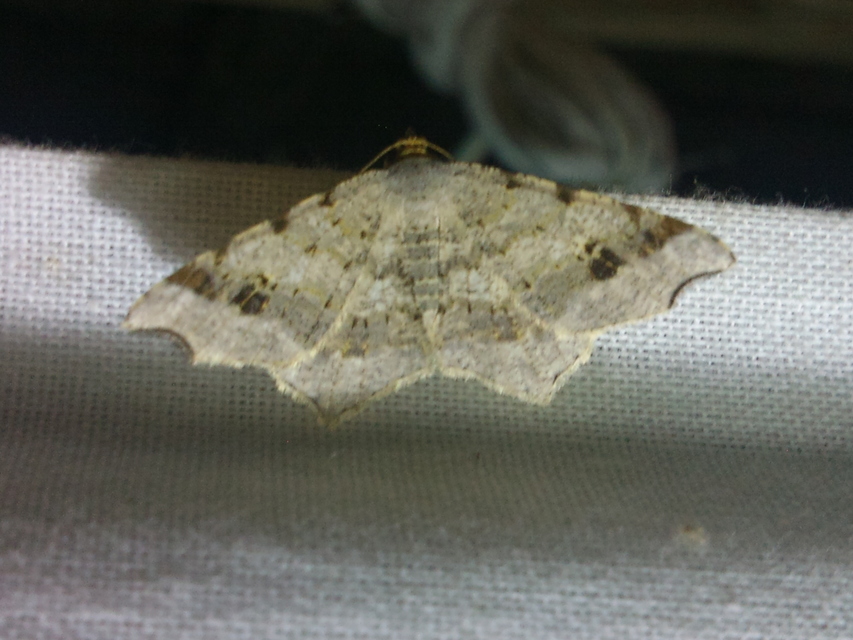 Macaria alternata - közönséges szürkearaszoló