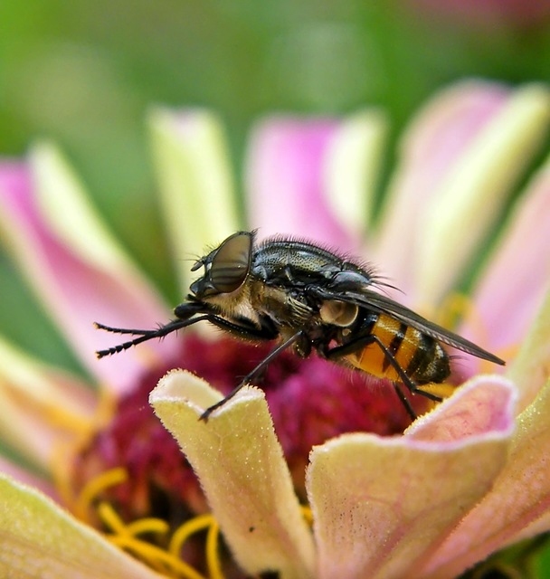 Stomorhina lunata - sáskaparazita légy