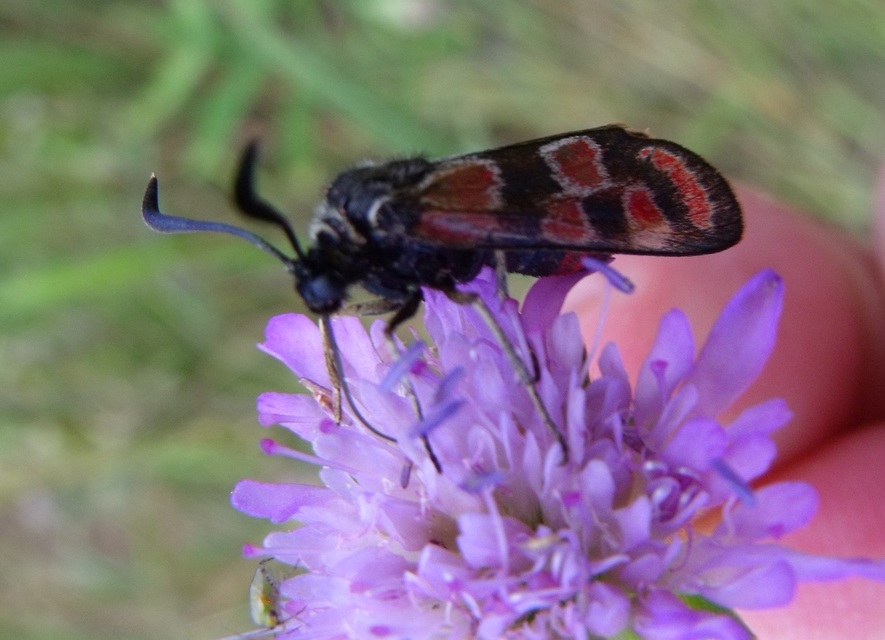 Zygaena carniolica - fehérgyűrűs csüngőlepke